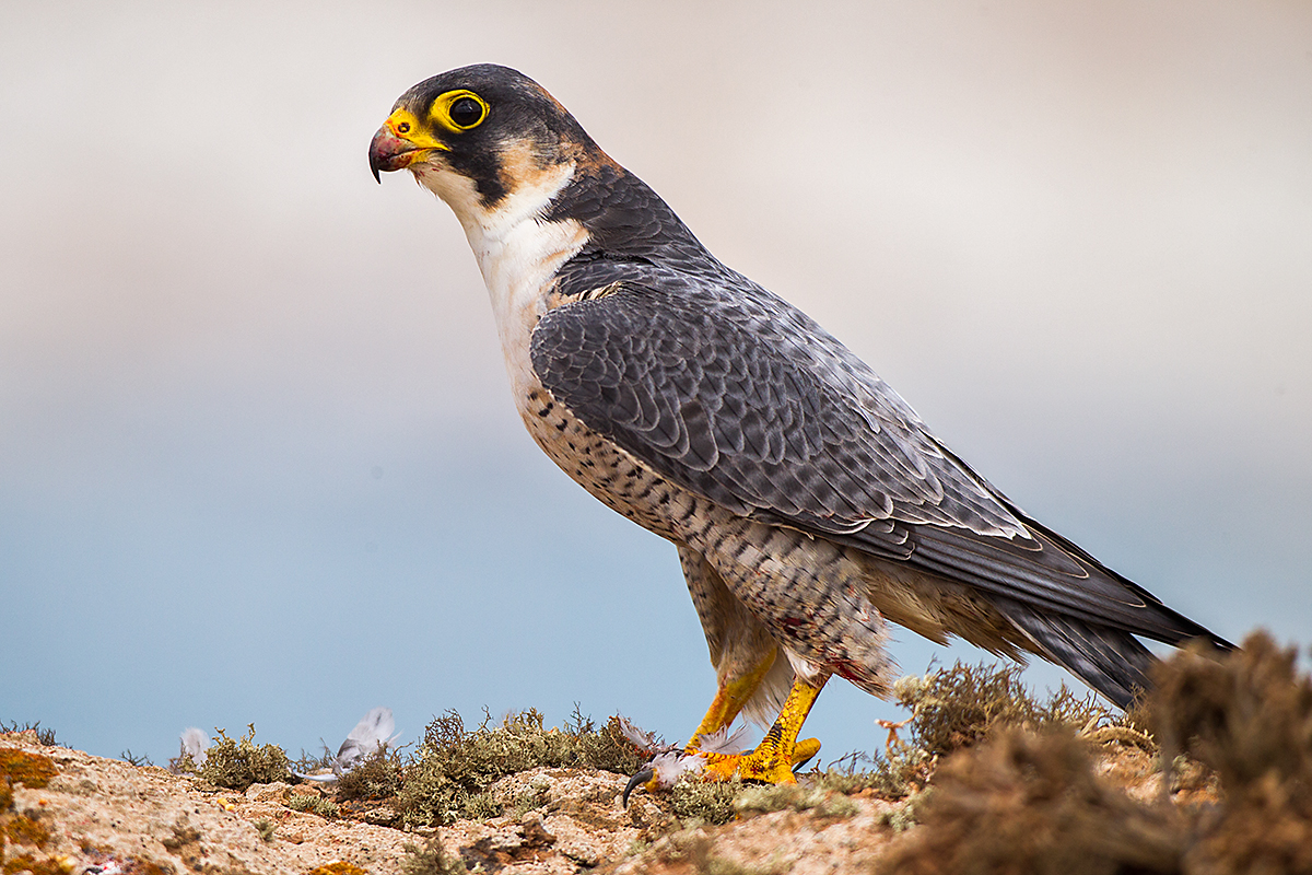 Barbary Falcon; Falco pelegrinoides; Halcon tagarote; Wüstenfalke; birds; falconiformes; greifvögel; pröhl; raptors; vögel