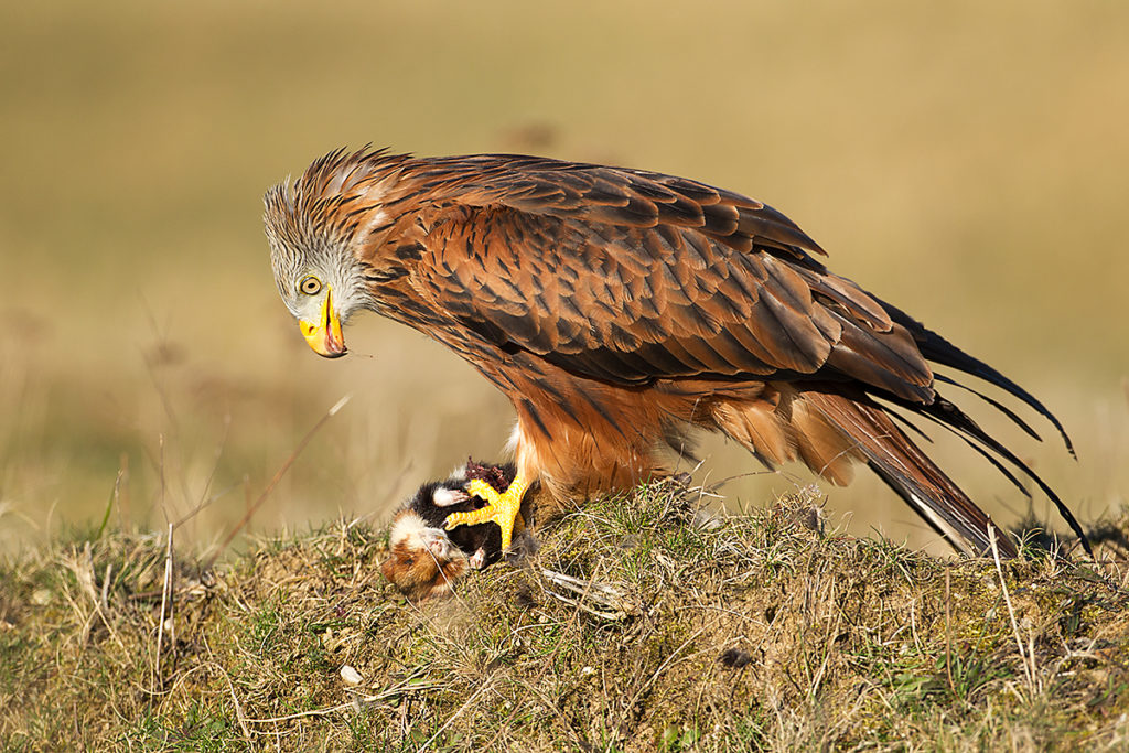 Black-bellied Hamster; Cricetus cricetus; Feldhamster; Hamster; Milvus milvus; Nagetiere; Red Kite; Rodentia; Roter Milan; Rotmilan; beute; birds; capture; falconiformes; greifvögel; hunting; jagd; mammals; pröhl; raptors; rodents; säugetiere; vögel