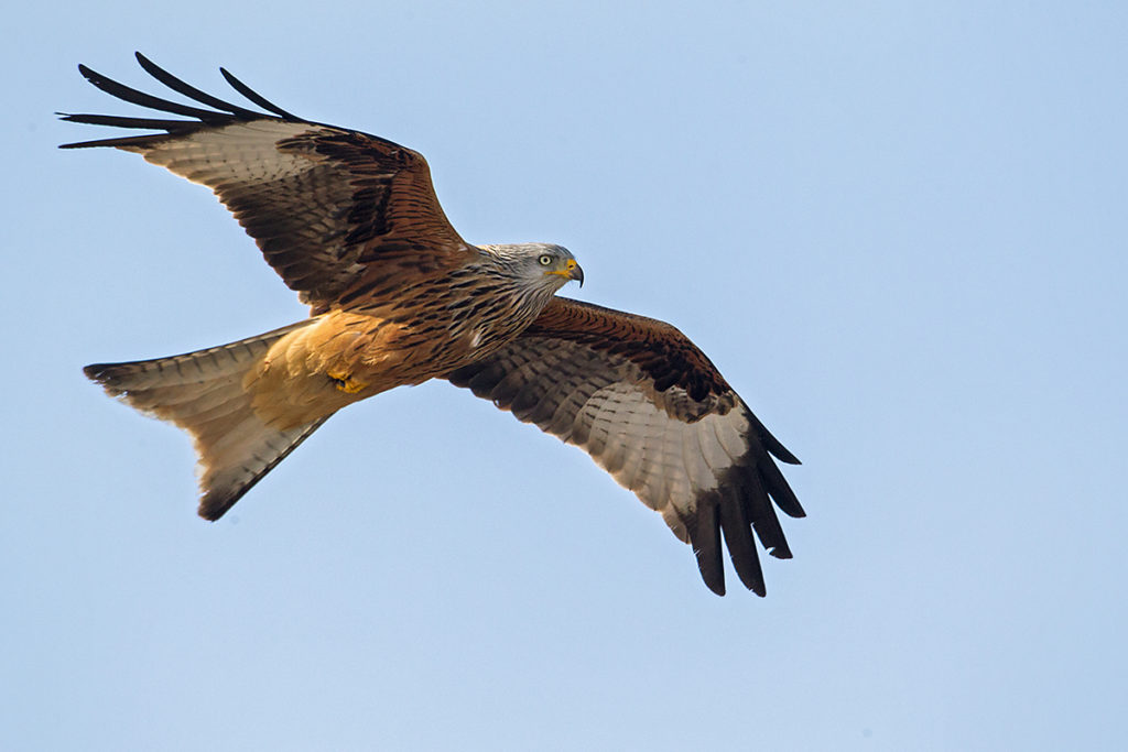 Milvus milvus; Red Kite; Roter Milan; Rotmilan; birds; falconiformes; flight; flug; greifvögel; pröhl; raptors; vögel, unterseite