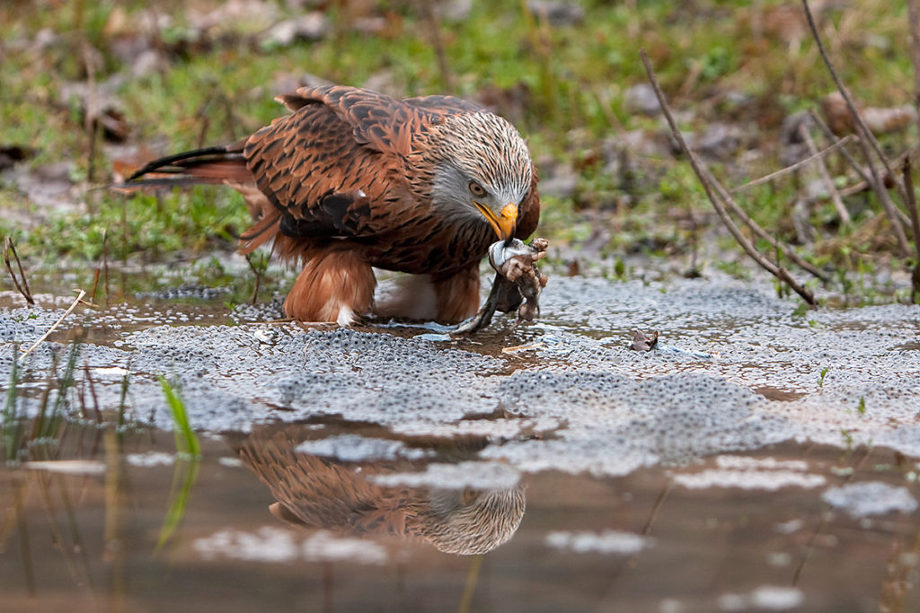 Accipitriformes; Common Frog; Grasfrosch; Milvus milvus; Rana temporaria; Red Kite; Roter Milan; Rotmilan; amphibions; beute; birds; capture; falconiformes; frog; frosch; frösche; greifvögel; laichplatz; lurche; pröhl; raptors; vögel