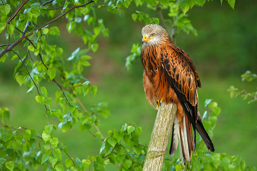 Accipitriformes; Milvus milvus; Red Kite; Roter Milan; Rotmilan; birds; falconiformes; greifvögel; pröhl; raptors; vögel