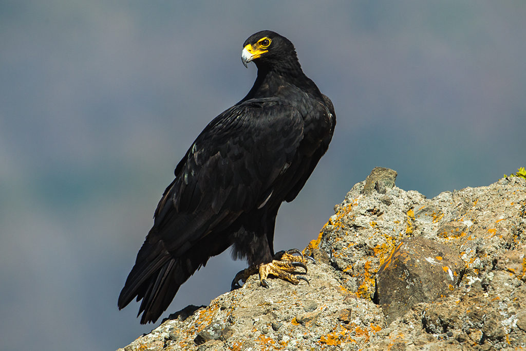 Aquila verreauxii; Black Eagle; Ethiopia; Kaffernadler; Verreaux's Eagle; adler; birds; eagle; falconiformes; greifvögel; pröhl; raptors; vögel