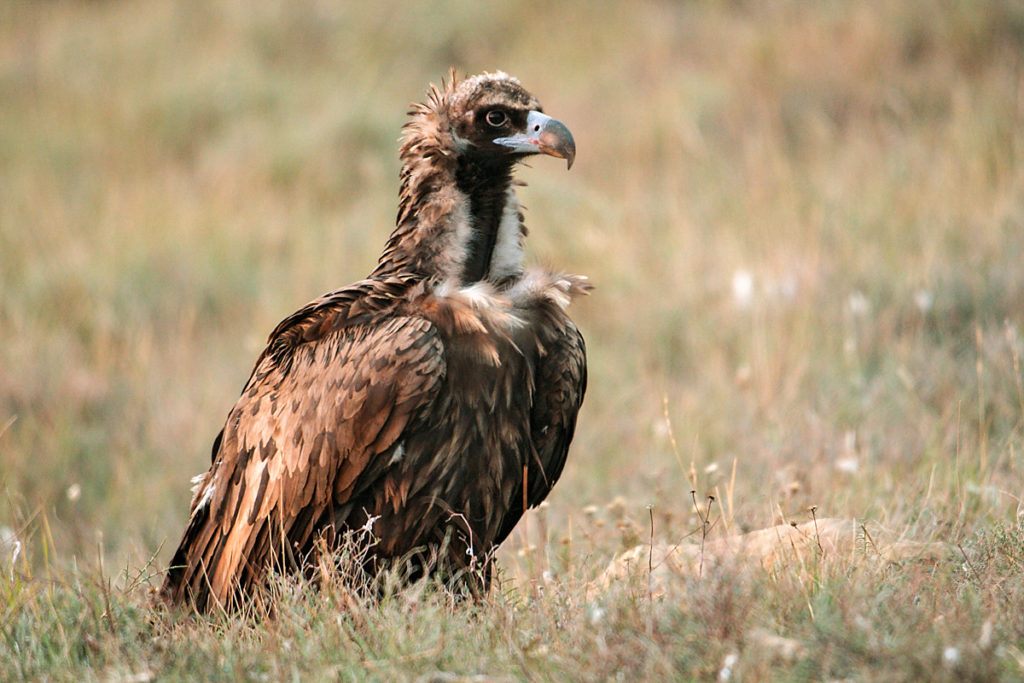 Aegypius monachus; Black Vulture; Mönchsgeier; birds; falconiformes; geier; greifvögel; pröhl; raptors; vulture; vögel