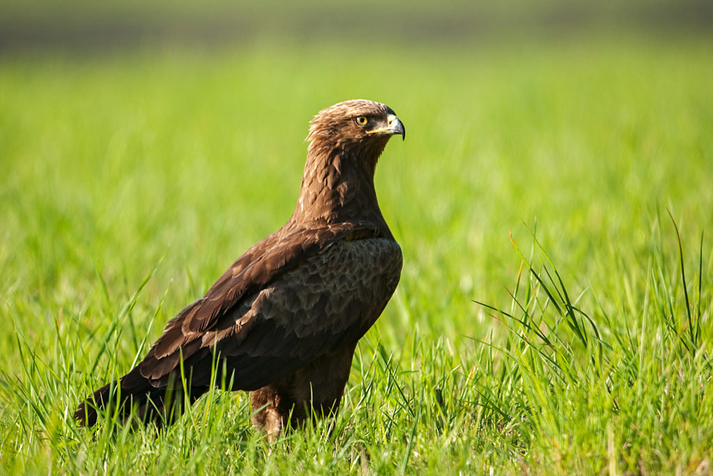 Aquila pomarina; Lesser Spotted Eagle; Schreiadler; birds; falconiformes; greifvögel; pröhl; raptors; vögel