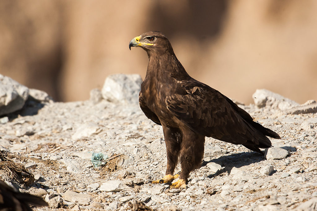 Aquila nipalensis; Oman; Steppe Eagle; Steppenadler; ad.; adler; birds; eagle; falconiformes; greifvögel; pröhl; raptors; vögel