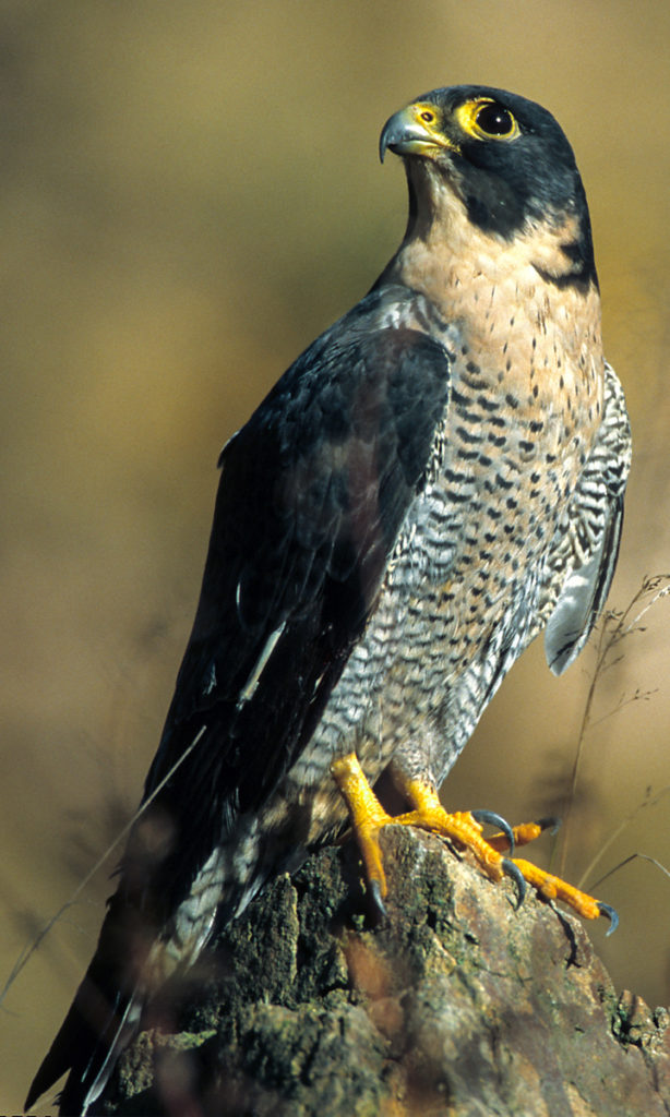 Falco peregrinus; Wanderfalke; greifvöge