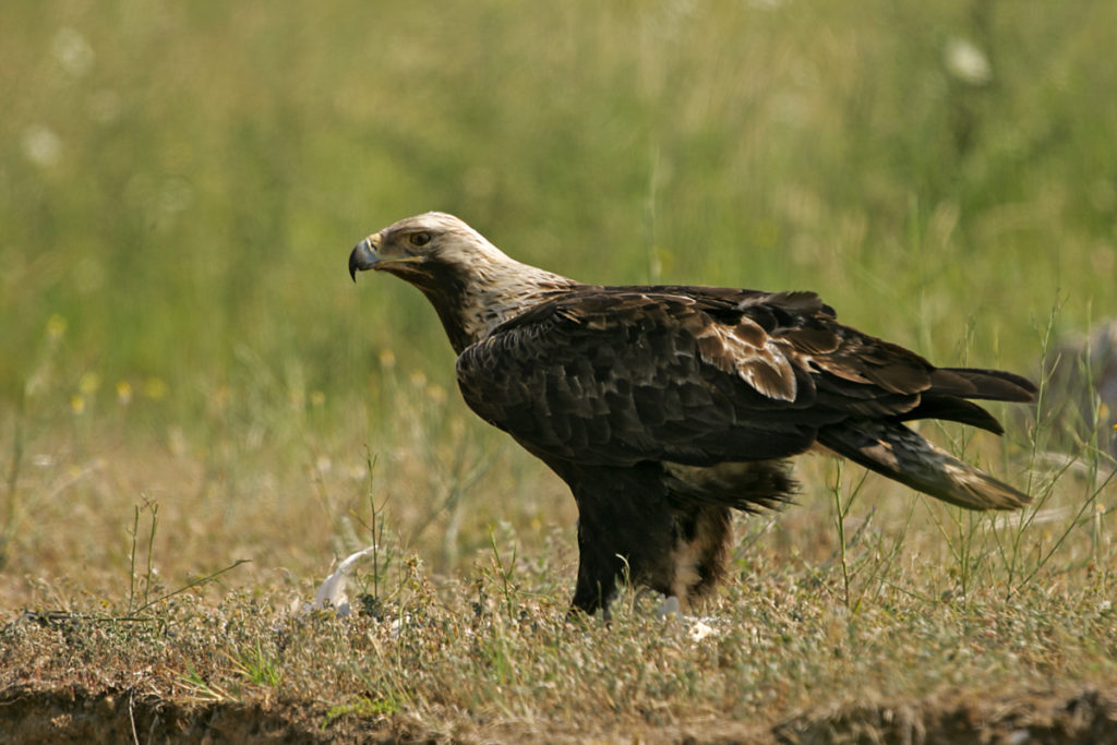 Aquila heliaca; Kaiseradler; bulgarien; greifvögel