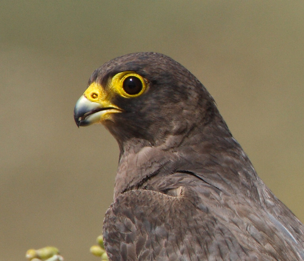 Falco concolor; Schieferfalke; Sooty Falcon; birds; falconiformes; greifvögel; pröhl; raptors; vögel