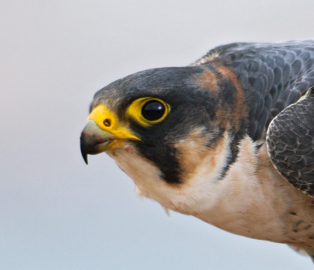 Barbary Falcon; Falco pelegrinoides; Halcon tagarote; Wüstenfalke; birds; falconiformes; greifvögel; pröhl; raptors; vögel