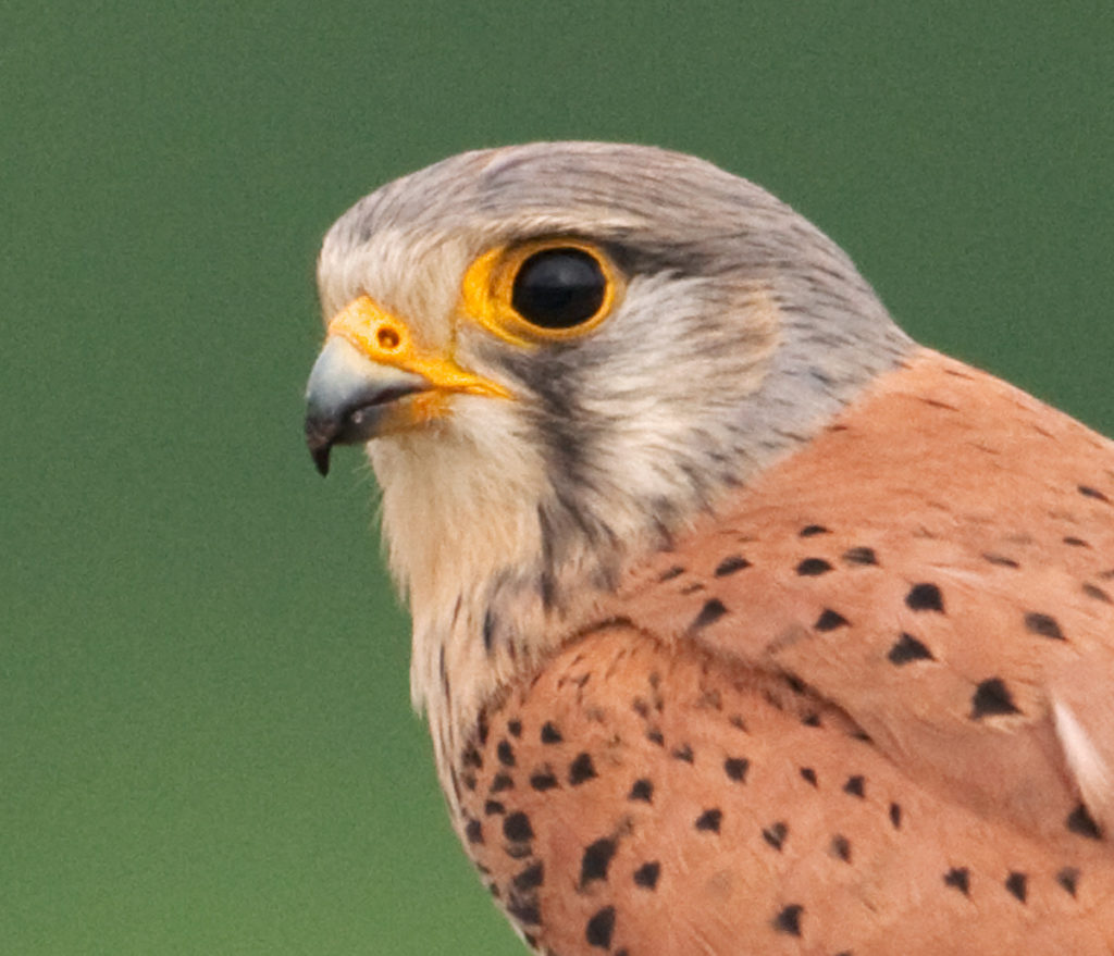 Falco tinnunculus; Kestrel; Turmfalke; birds; falconiformes; falken; greifvögel; male; männchen; pröhl; raptors; vögel
