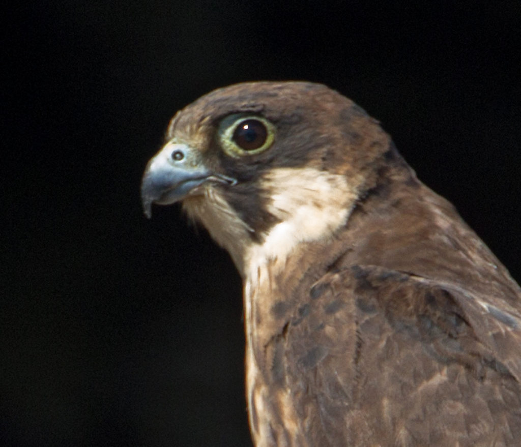 Eleonora`s Falcon; Eleonorenfalke; Falco eleonorae; ad.; birds; falconiformes; greifvögel; marokko; pröhl; raptors; vögel