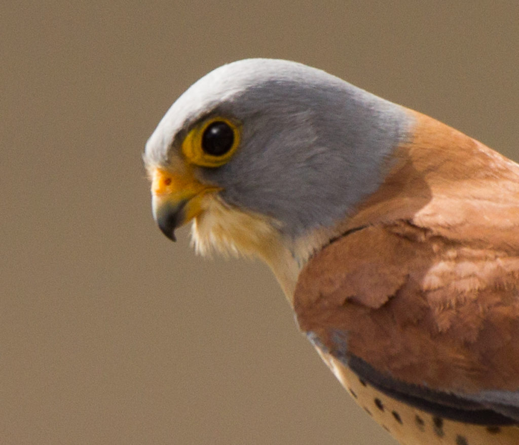 Falco naumanni; Lesser Kestrel; Rötelfalke; birds; falconiformes; greifvögel; raptors; vögel