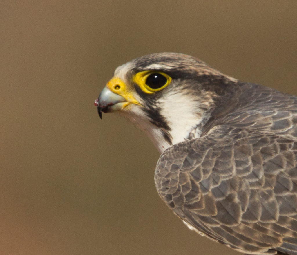 Falco biarmicus; Lanner; Lannerfalke; birds; falconiformes; greifvögel; raptors; vögel