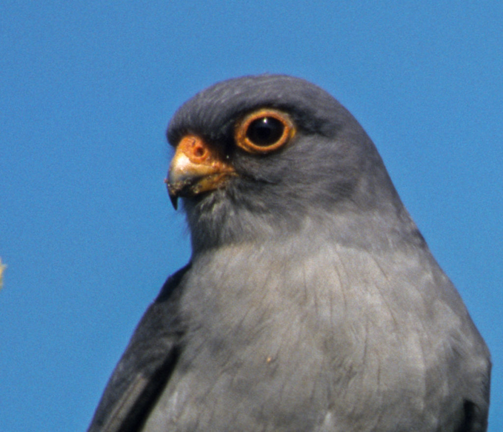 Falco vespertinus; Rotfußfalke; greifvögel; männchen