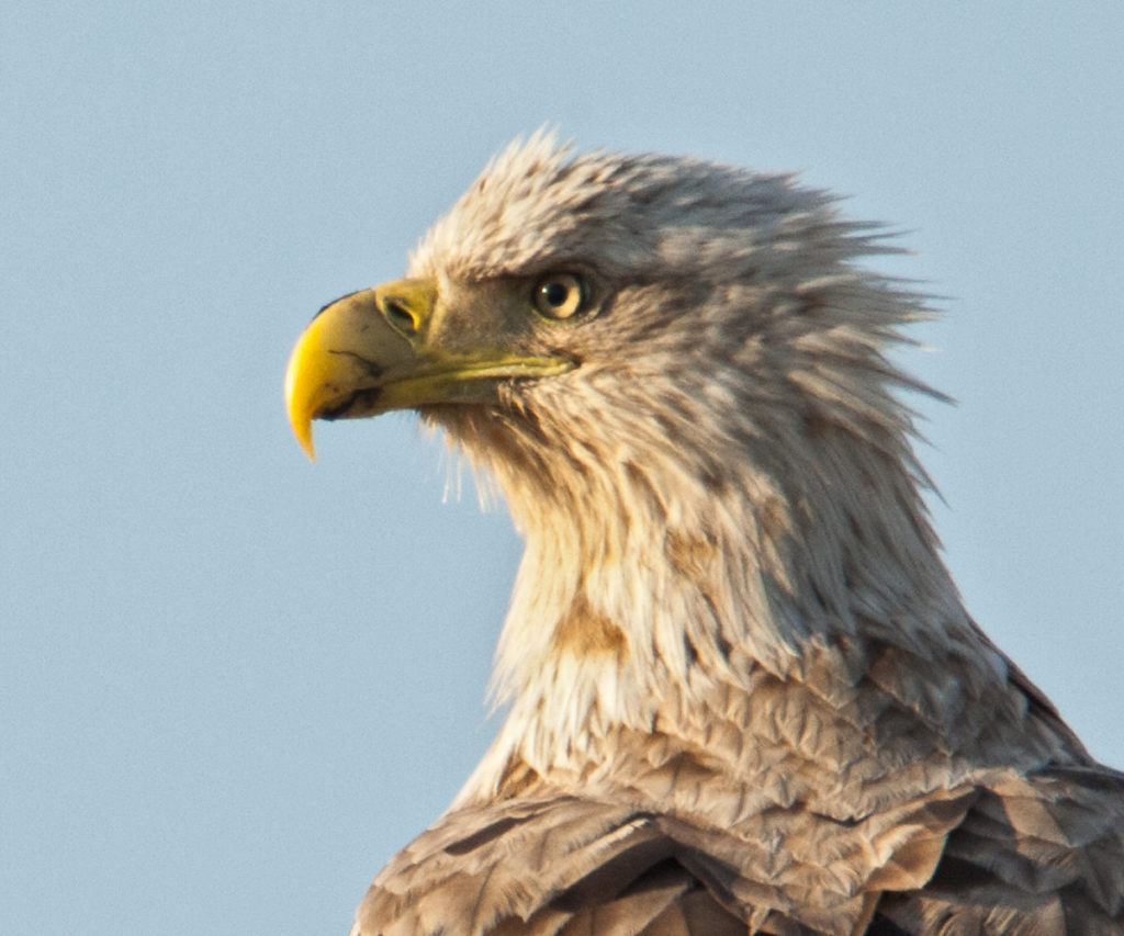 Accipitriformes; Haliaeetus albicilla; Kasachstan; Seeadler; White-tailed Eagle; adler; birds; eagle; falconiformes; greifvögel; pröhl; raptors; vögel