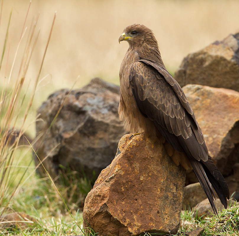 Abessinien; Aethiopien; Ethiopia; Milvus aegyptius parasitus; Milvus migrans parasitus; Schmarotzermilan; Yellow-billed kite; birds; falconiformes; greifvögel; pröhl; raptors; vögel; Äthiopien