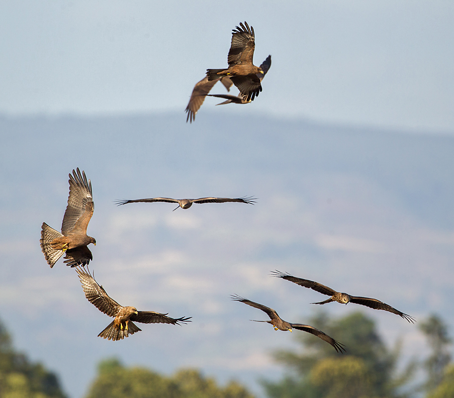 Abessinien; Aethiopien; Ethiopia; Milvus aegyptius parasitus; Milvus migrans parasitus; Schmarotzermilan; Yellow-billed kite; birds; falconiformes; greifvögel; pröhl; raptors; vögel; Äthiopien