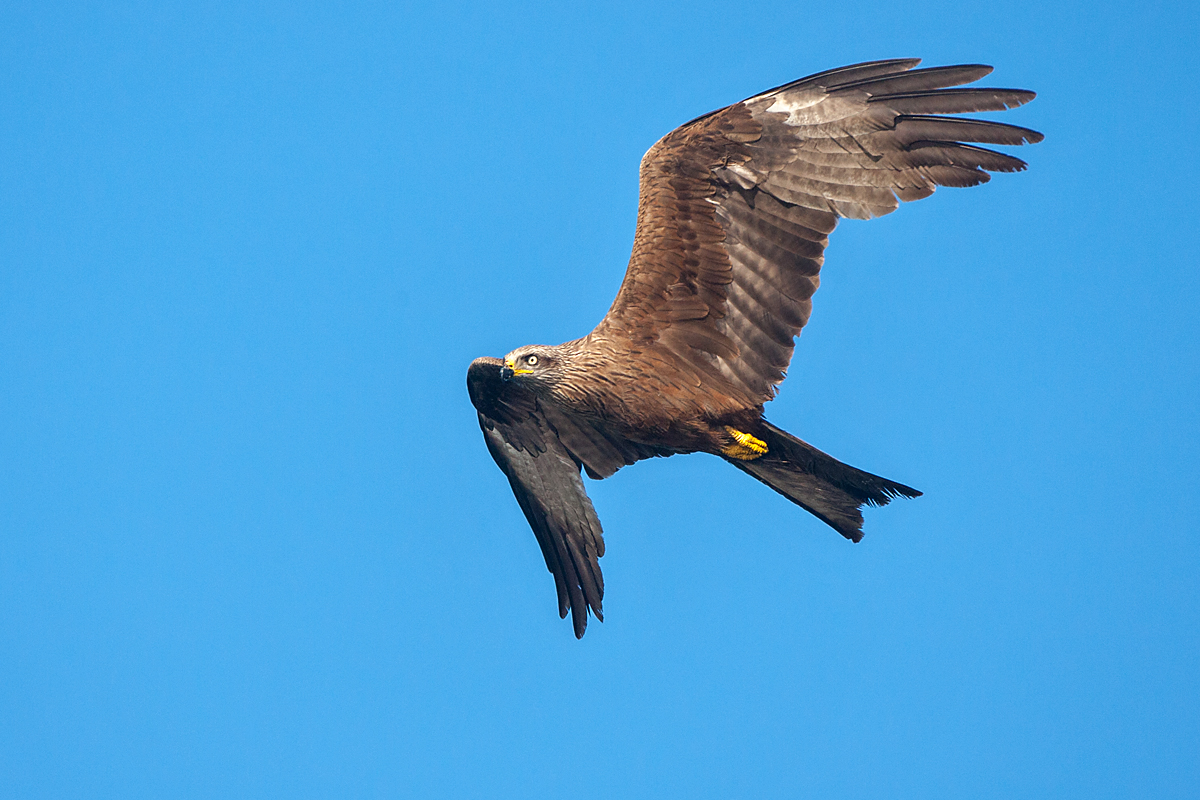 Black Kite; Milan; Milvus migrans; Schwarzer Milan; Schwarzmilan; birds; falconiformes; flight; flug; greifvögel; pröhl; raptors; vögel