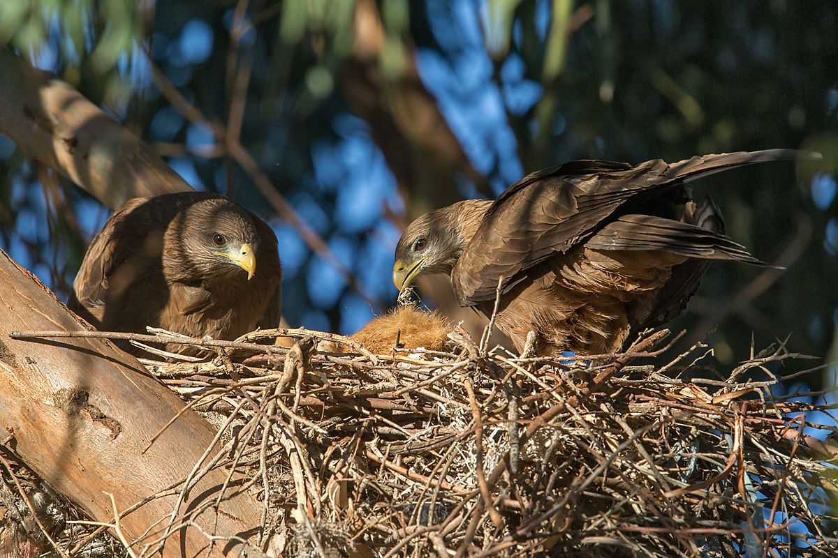 Abessinien; Aethiopien; Ethiopia; Milvus aegyptius parasitus; Milvus migrans parasitus; Schmarotzermilan; Yellow-billed kite; birds; falconiformes; greifvögel; pröhl; raptors; vögel; Äthiopien