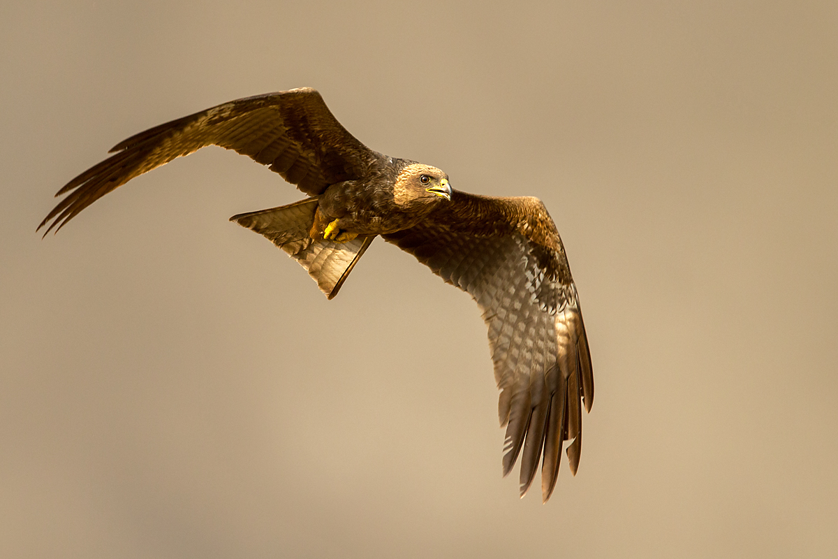 Abessinien; Aethiopien; Ethiopia; Milvus aegyptius parasitus; Milvus migrans parasitus; Schmarotzermilan; Yellow-billed kite; birds; falconiformes; greifvögel; pröhl; raptors; vögel; Äthiopien