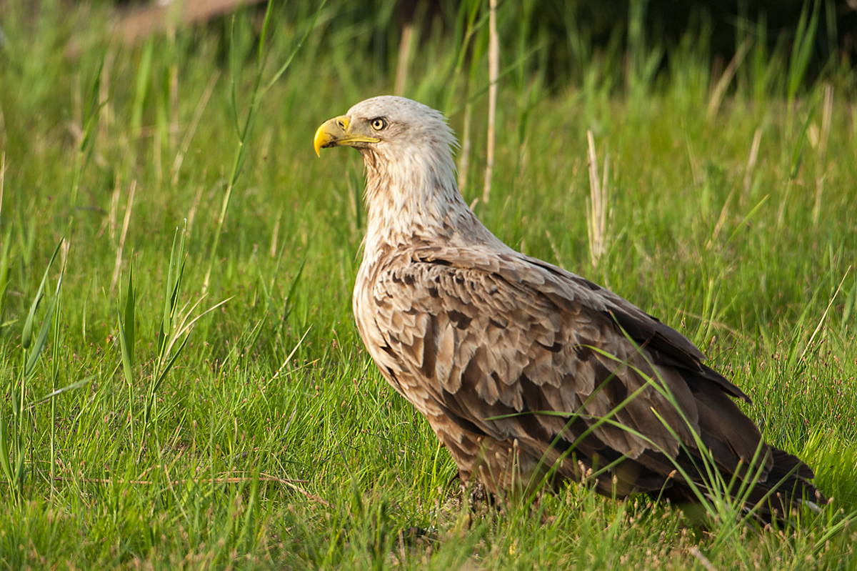 Accipitriformes; Haliaeetus albicilla; Seeadler; White-tailed Eagle; adler; birds; eagle; falconiformes; greifvögel; pröhl; raptors; vögel