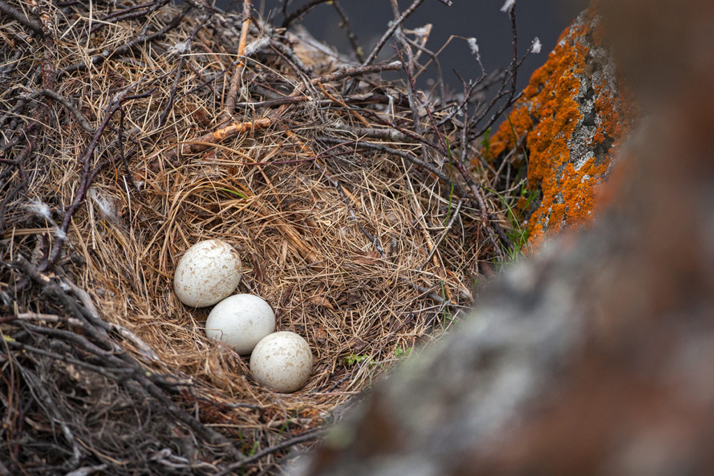 Buteo lagopus; Jamal-Halbinsel; Rauhfußbussard; Rough-legged Buzzard; Russland; Samojeden-Halbinsel; Sibirien; Yamal Peninsula; birds; breed; brut; clutch; falconiformes; gelege; greifvögel; horst; nest; pröhl; raptors; russia; vögel