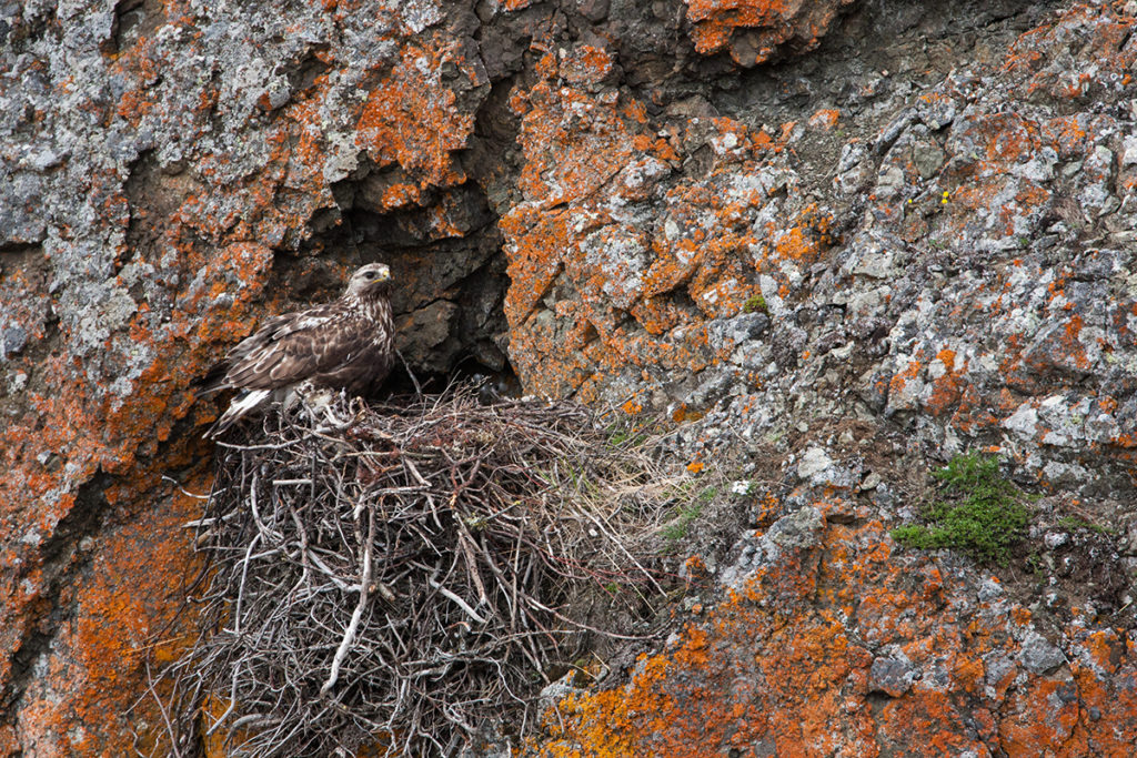 Buteo lagopus; Jamal-Halbinsel; Rauhfußbussard; Rough-legged Buzzard; Russland; Samojeden-Halbinsel; Sibirien; Yamal Peninsula; birds; falconiformes; female; greifvögel; horst; nest; pröhl; raptors; russia; vögel; weibchen