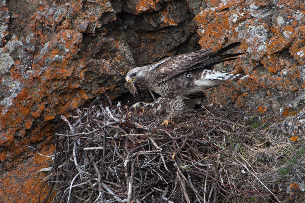 Buteo lagopus; Jamal-Halbinsel; Rauhfußbussard; Rough-legged Buzzard; Russland; Samojeden-Halbinsel; Sibirien; Yamal Peninsula; birds; falconiformes; greifvögel; horst; nest; pröhl; raptors; russia; vögel