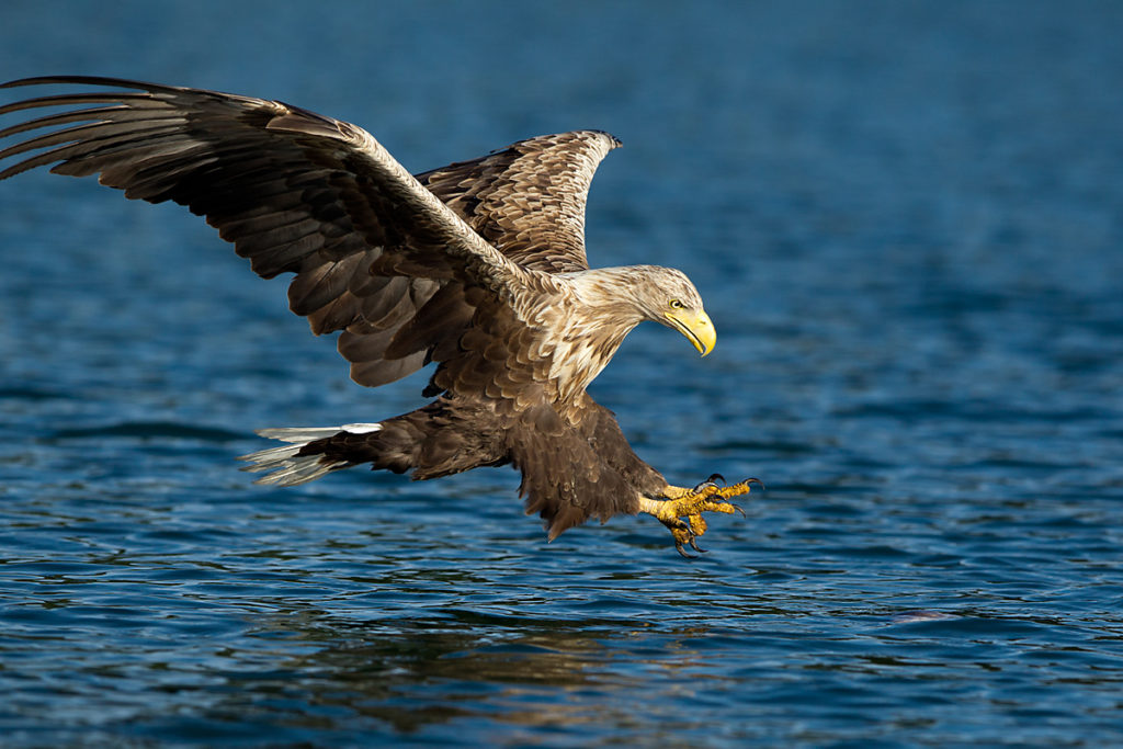 Haliaeetus albicilla; Seeadler; White-tailed Eagle; adler; beute; birds; capture; eagle; falconiformes; flight; flug; greifvögel; hunting; jagd; pröhl; raptors; vögel