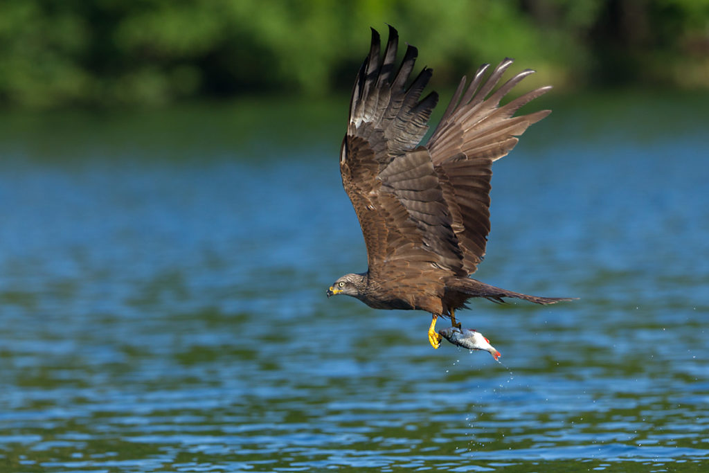 Milvus migrans; Schwarzer Milan; Schwarzmilan; beute; flug; greifvögel ; jagd; pröhl; vögel