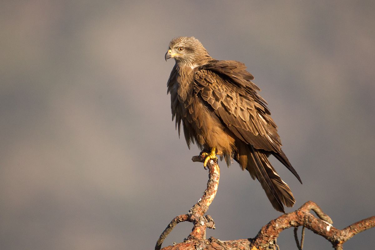 Avila; Black Kite; Milan; Milvus migrans; Schwarzer Milan; Schwarzmilan; birds; falconiformes; greifvögel; pröhl; raptors; vögel