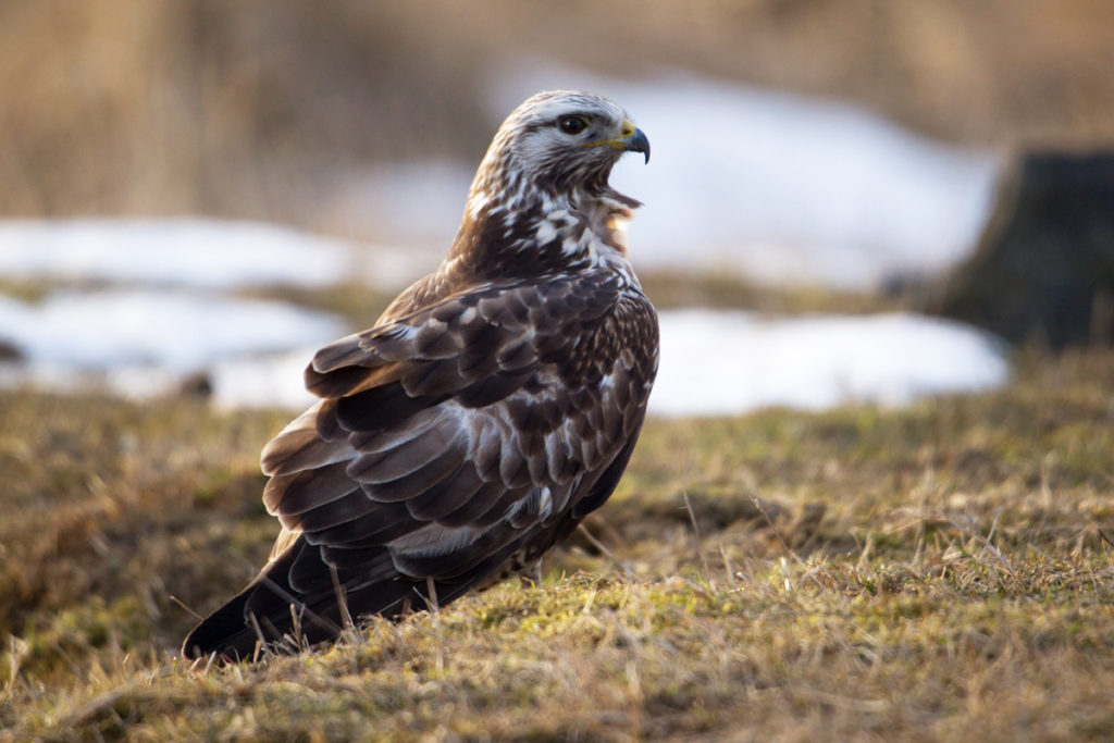 Accipitriformes; Buteo lagopus; Rauhfußbussard; Rough-legged Buzzard; birds; greifvöge