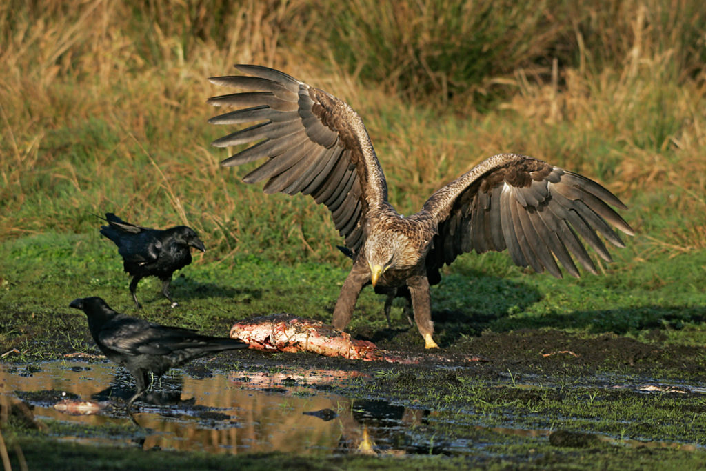 Corvus corax; Haliaeetus albicilla; Kolkrabe; Seeadler; beute; greifvögel; pröhl