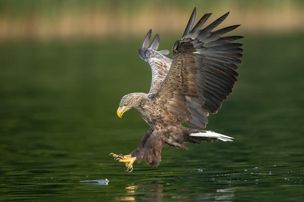 Haliaeetus albicilla; Seeadler; White-tailed Eagle; adler; beute; birds; capture; eagle; falconiformes; flight; flug; greifvögel; hunting; jagd; pröhl; raptors; vögel