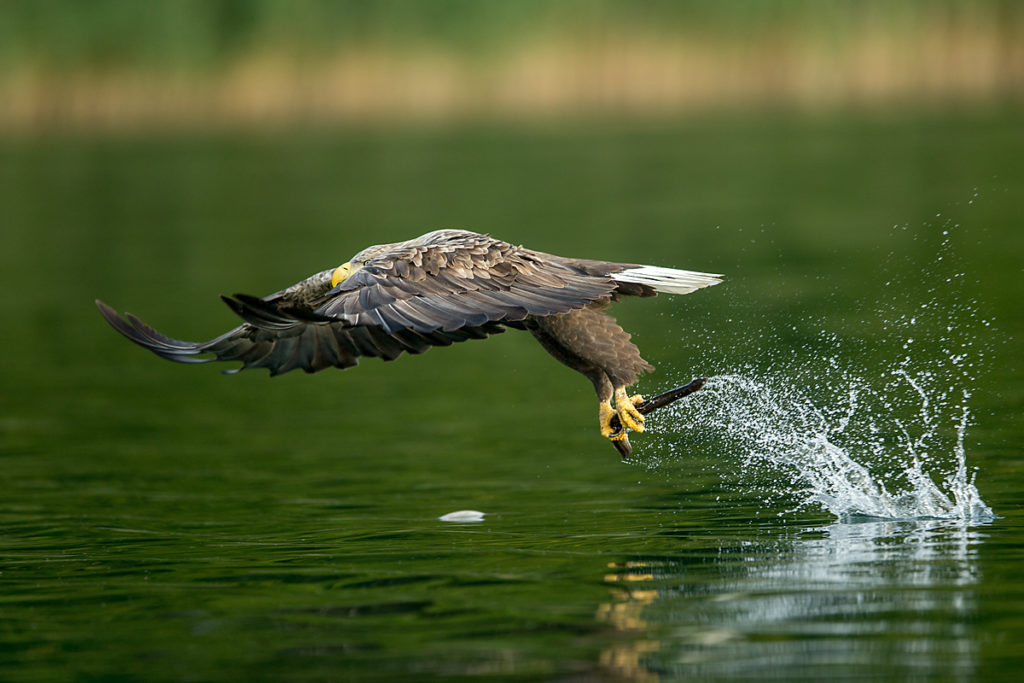 Haliaeetus albicilla; Seeadler; White-tailed Eagle; adler; beute; birds; capture; eagle; falconiformes; flight; flug; greifvögel; hunting; jagd; pröhl; raptors; vögel