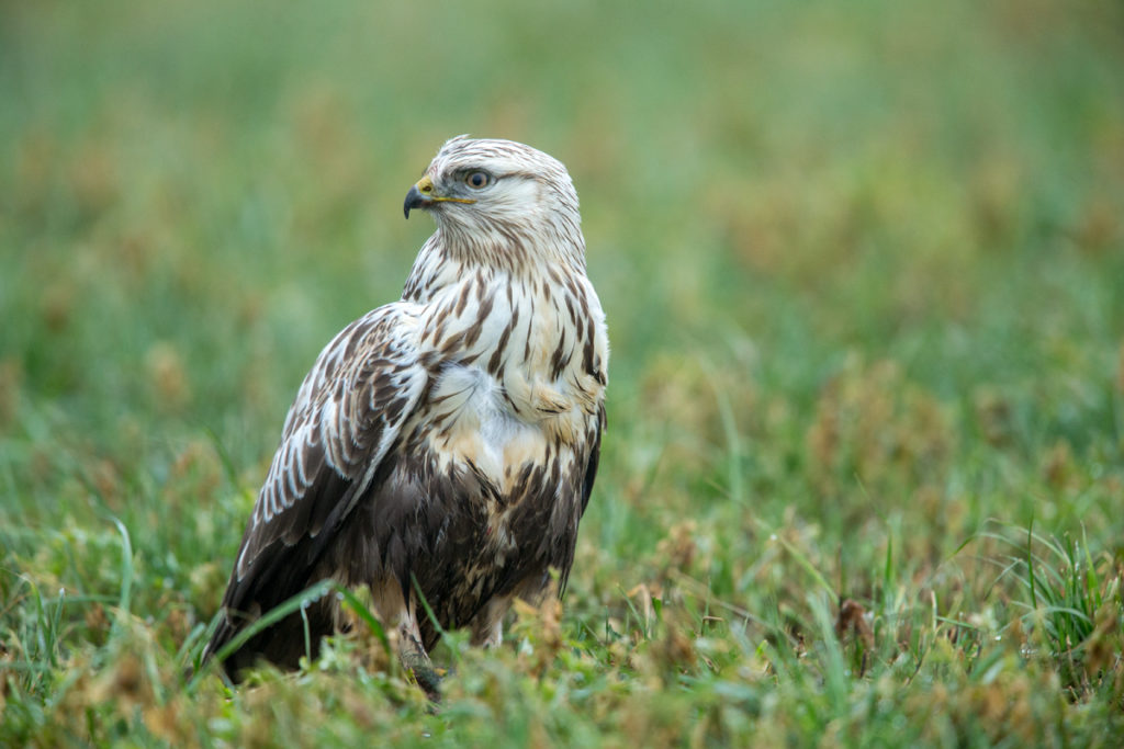 Accipitriformes; Buteo lagopus; Rauhfußbussard; Rough-legged Buzzard; birds; greifvöge