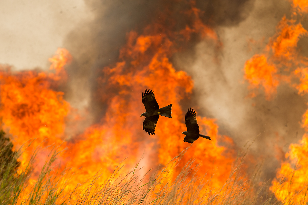 Abessinien; Accipitriformes; Aethiopien; Ethiopia; Gambela Nationalpark; Milvus aegyptius parasitus; Milvus migrans parasitus; Schmarotzermilan; Schwarzmilan; Waldbrand; Yellow-billed kite; birds; brandrodung; buschbrand; flight; flug; greifvögel; intensive landwirtschaft; pröhl; raptors; vögel; Äthiopien