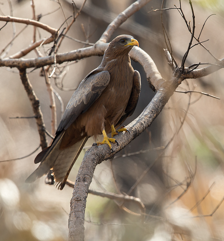 Abessinien; Accipitriformes; Aethiopien; Ethiopia; Milvus aegyptius parasitus; Milvus migrans parasitus; Schmarotzermilan; Schwarzmilan; Yellow-billed kite; ad.; adult; birds; greifvögel; pröhl; raptors; vögel; Äthiopien