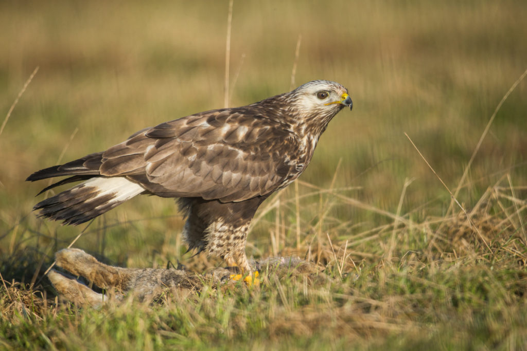 Accipitriformes; Buteo lagopus; Rauhfußbussard; Rough-legged Buzzard; birds; greifvöge