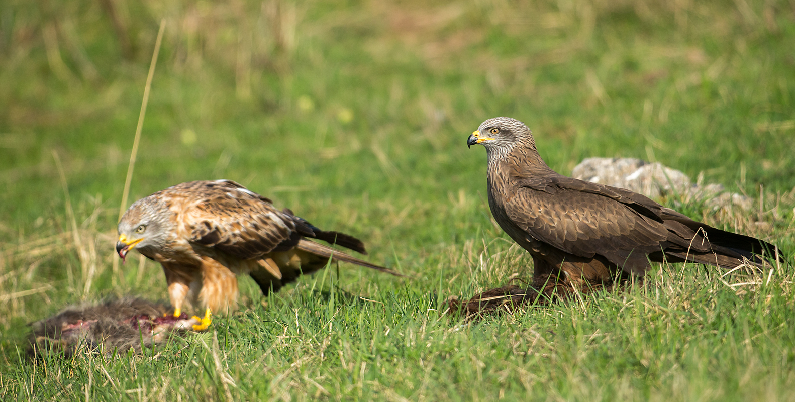 Accipitriformes; Black Kite; Milan; Milvus migrans; Milvus milvus; Red Kite; Roter Milan; Rotmilan; Schwarzer Milan; Schwarzmilan; birds; greifvögel; pröhl; raptors; vögel