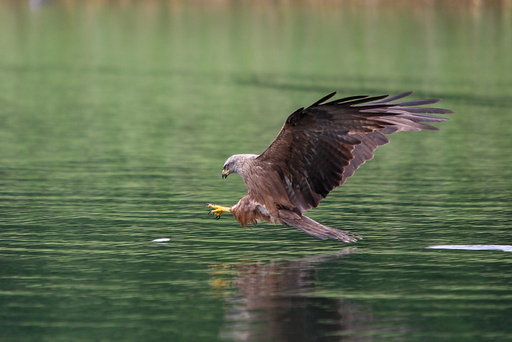 Milvus migrans; Schwarzer Milan; Schwarzmilan; beute; flug; greifvögel ; jagd; pröhl; vögel