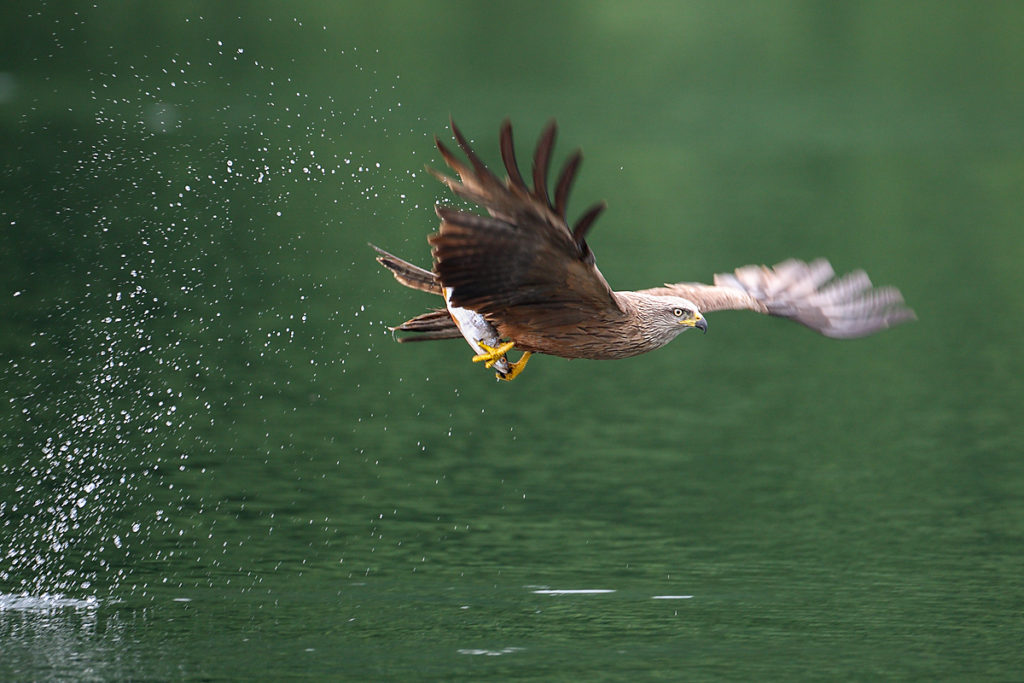 Milvus migrans; Schwarzer Milan; Schwarzmilan; beute; flug; greifvögel ; jagd; pröhl; vögel