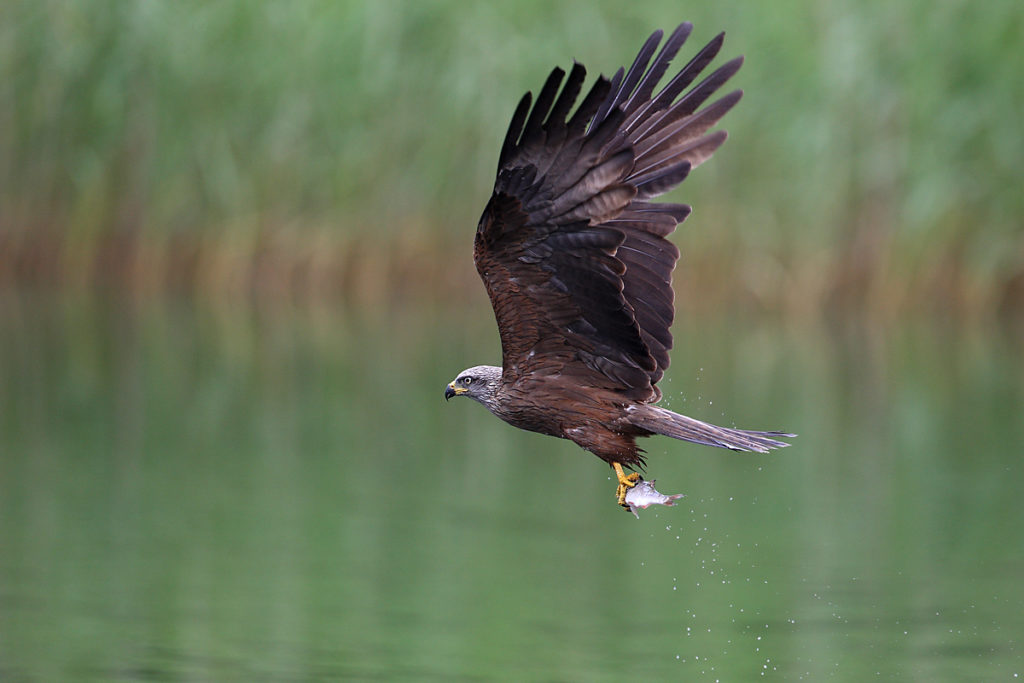 Milvus migrans; Schwarzer Milan; Schwarzmilan; beute; flug; greifvögel ; jagd; pröhl; vögel