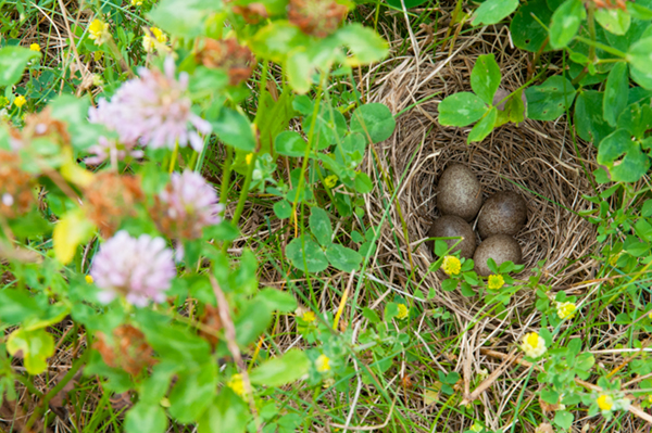 Alauda arvensis; Feldlerche; Skylark, nest, gelege, Eier