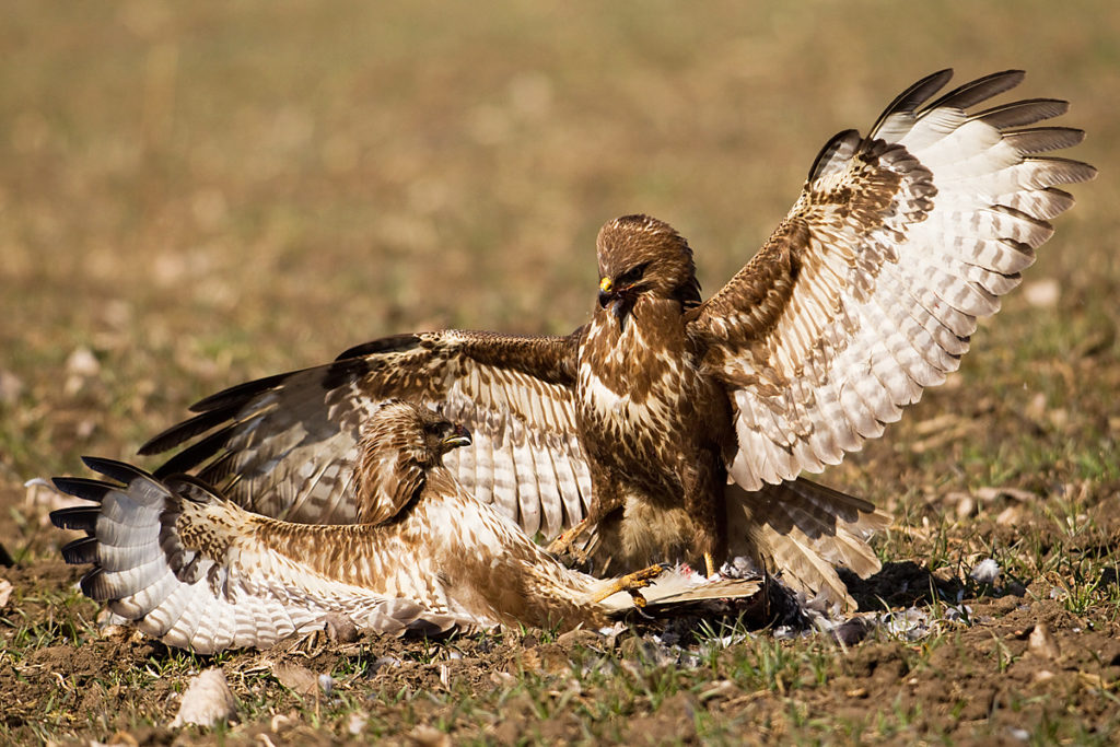 Buteo buteo; Buzzard; Mäusebussard; birds; falconiformes; greifvögel; pröhl; raptors; vögel