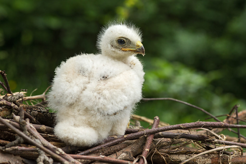 Buteo buteo; Buzzard; Mäusebussard; birds; breed; brut; falconiformes; greifvögel; horst; juv.; juvenil; nest; pröhl; raptors; vögel