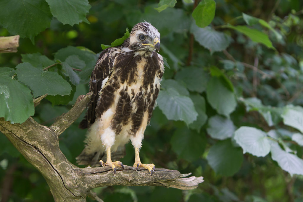 Buteo buteo; Buzzard; Mäusebussard; birds; breed; brut; falconiformes; greifvögel; horst; juv.; juvenil; nest; pröhl; raptors; vögel