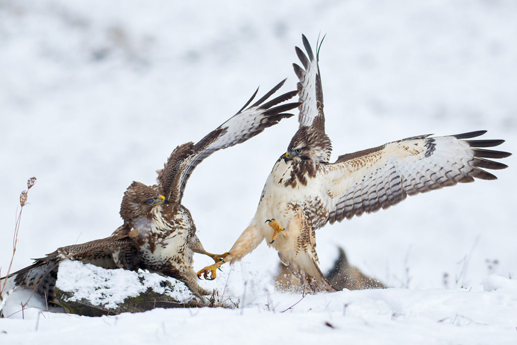 Buteo buteo; Buzzard; Mäusebussard; birds; falconiformes; greifvögel; pröhl; raptors; vögel