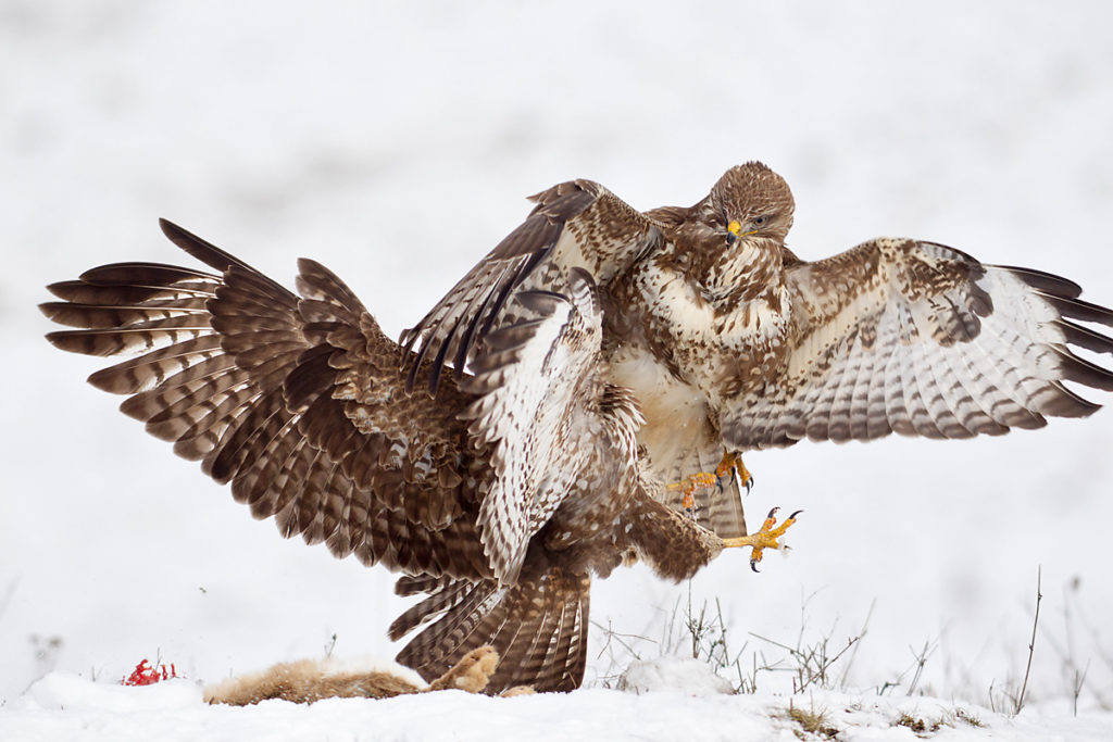 Buteo buteo; Buzzard; Mäusebussard; birds; falconiformes; greifvögel; pröhl; raptors; vögel