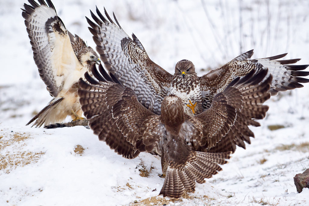 Buteo buteo; Buzzard; Mäusebussard; birds; falconiformes; greifvögel; pröhl; raptors; vögel